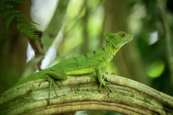 Framed Print : Jesus Christ Lizard (Common Basilisk), Sarapiqui, Costa Rica, Central America Framed Print : Jesus Christ Lizard (Common Basilisk), Sarapiqui, Costa Rica, Central America