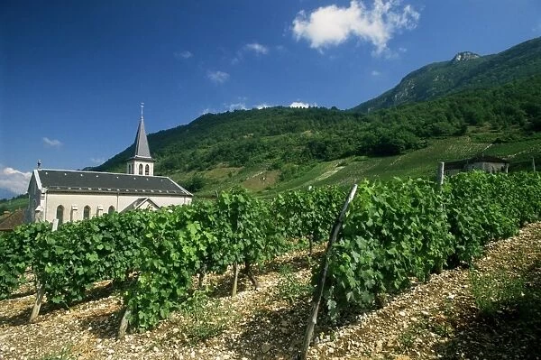 Jonjieux (Jonzieux), Savoie vineyards, Rhone Alpes, France, Europe