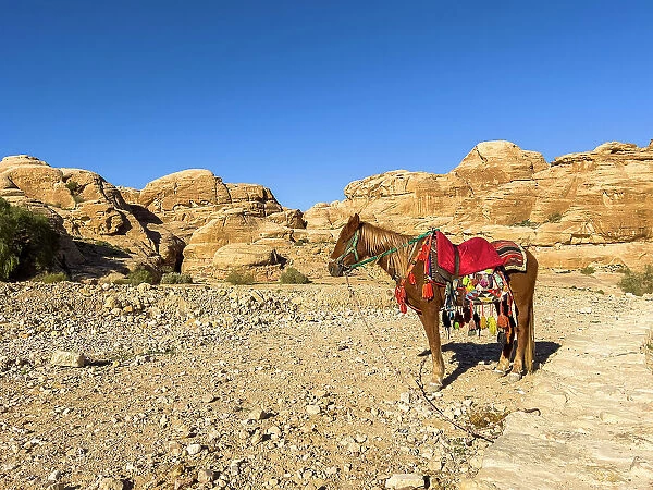 Jordanian horse, Petra Archaeological Park, UNESCO World Heritage Site, one of the New Seven Wonders of the World, Petra, Jordan, Middle East
