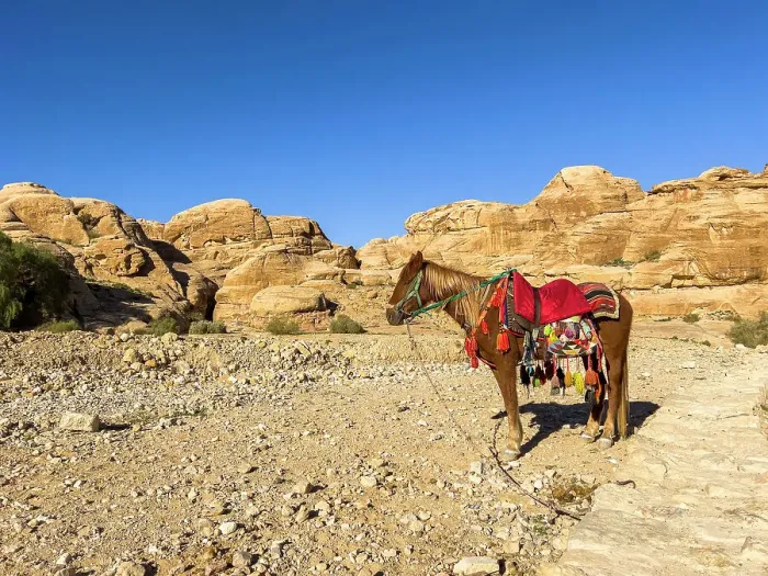 Framed Print : Jordanian horse, Petra Archaeological Park, UNESCO World Heritage Site, one of the New Seven Wonders of the World, Petra, Jordan, Middle East Framed Print : Jordanian horse, Petra Archaeological Park, UNESCO World Heritage Site, one of the New Seven Wonders of the World, Petra, Jordan, Middle East
