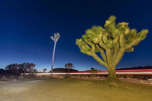 Joshua tree (Yucca brevifolia), at night in Joshua Tree National Park, Mojave Desert