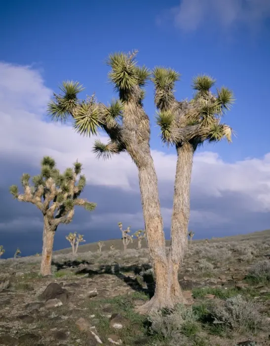Framed Print : Joshua trees near Death Valley Framed Print : Joshua trees near Death Valley