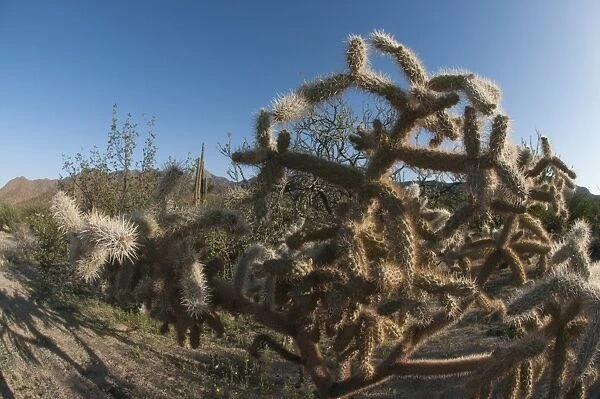 Jumping cholla (Cylindropuntia fulgida) (hanging chain cholla) native to the southwestern United States of America and northern Mexico, Baja, Mexico, North America