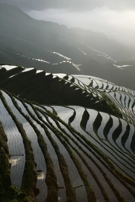 Framed Print : June sunrise, Longsheng terraced ricefields, Guangxi Province, China, Asia Framed Print : June sunrise, Longsheng terraced ricefields, Guangxi Province, China, Asia