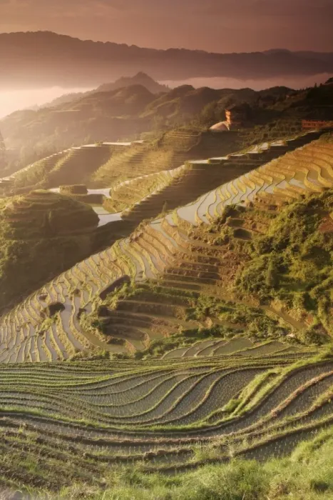 Framed Print : June sunrise, Longsheng terraced ricefields, Guangxi Province, China, Asia Framed Print : June sunrise, Longsheng terraced ricefields, Guangxi Province, China, Asia