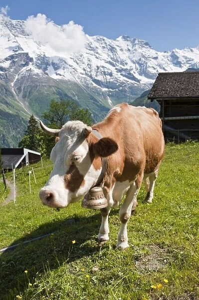 Jungfrau massif and cow near Murren, Jungfrau Region, Switzerland, Europe