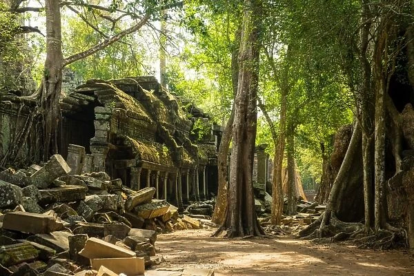 The jungle hides the ancient ruins of Ta Prohm in the Angkor National Park, Angkor