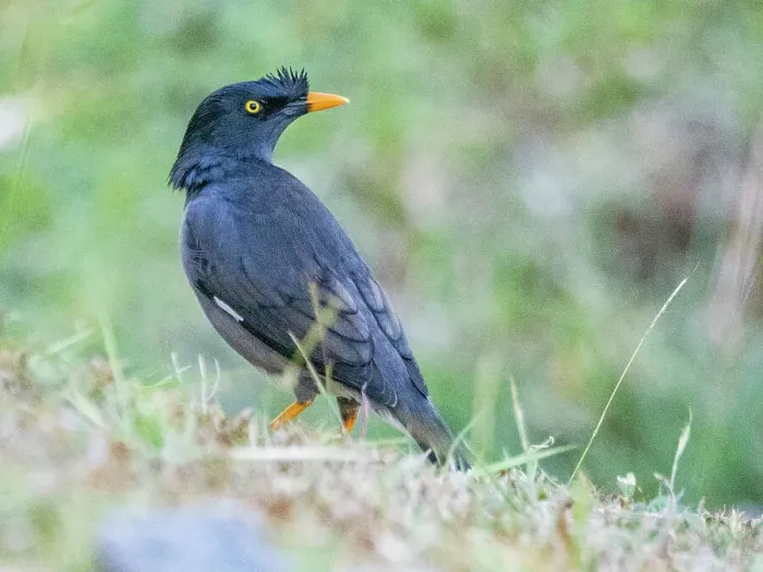 Framed Print : Jungle myna (Acridotheres fuscus), looking for water at the Volivoli Resort grounds on Viti Levu, Fiji, South Pacific, Pacific Framed Print : Jungle myna (Acridotheres fuscus), looking for water at the Volivoli Resort grounds on Viti Levu, Fiji, South Pacific, Pacific