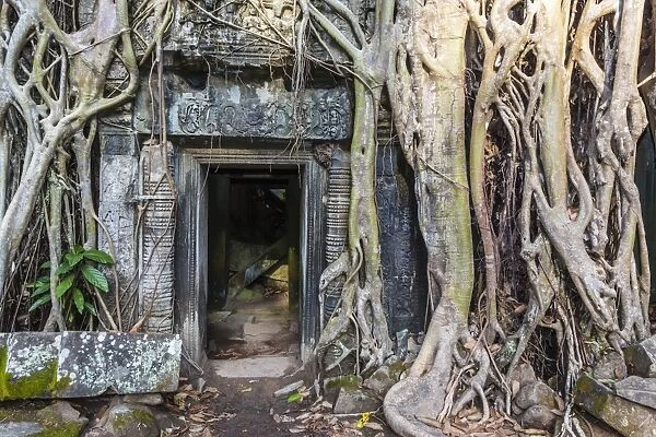 Jungle overgrowth at Ta Prohm Temple (Rajavihara), Angkor, UNESCO World Heritage Site, Siem Reap Province, Cambodia, Indochina, Southeast Asia, Asia
