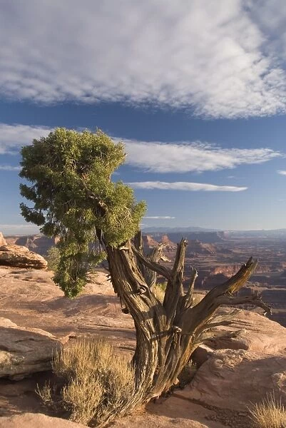 Juniper tree (Juniperus Osteosperma), Dead Horse Point State Park, near Moab