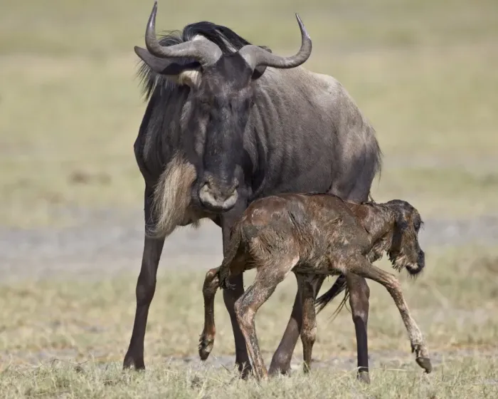 Framed Print : Just-born blue wildebeest (brindled gnu) (Connochaetes taurinus) standing for the first time, Serengeti National Park, Tanzania, East Africa, Africa Framed Print : Just-born blue wildebeest (brindled gnu) (Connochaetes taurinus) standing for the first time, Serengeti National Park, Tanzania, East Africa, Africa