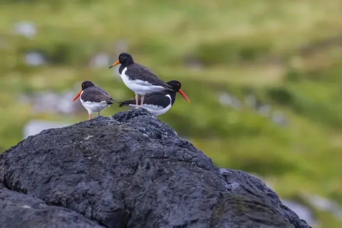 Framed Print : Juvenile in front and adult Eurasian Oystercatchers (Haematopus ostralegus), Lofoton Islands, Norway, Scandinavia, Europe