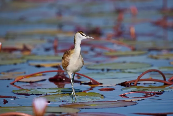 Framed Print : Juvenile African Jacana, (Actophilornis africana), stalking prey in water lilies, Chobe National Park, Botsuana, Africa