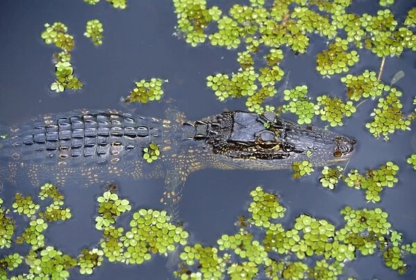 Juvenile alligator in swampland