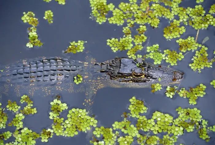 Framed Print : Juvenile alligator in swampland Framed Print : Juvenile alligator in swampland