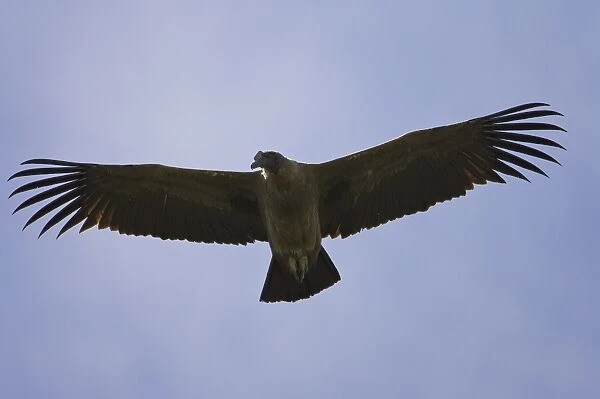Juvenile Andean condor (Vultur gryphus) soaring, Torres del Paine National Park