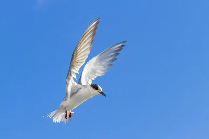 Framed Print : Juvenile Antarctic tern (Sterna vittata) in flight near Tristan da Cunha, South Atlantic Ocean Framed Print : Juvenile Antarctic tern (Sterna vittata) in flight near Tristan da Cunha, South Atlantic Ocean