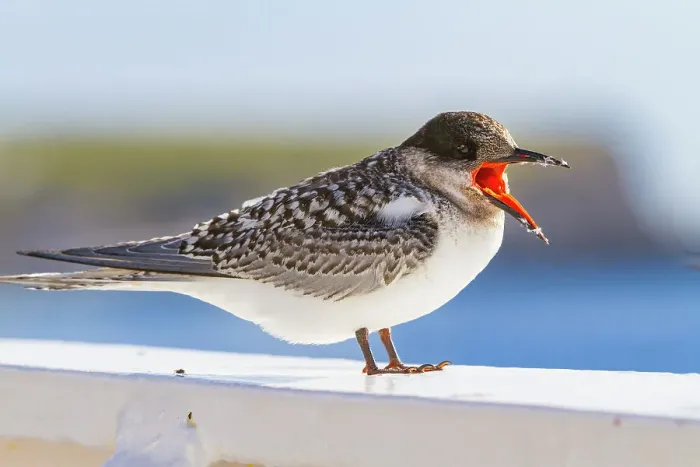Framed Print : Juvenile Antarctic tern (Sterna vittata) resting on ship's rail near Tristan da Cunha, South Atlantic Ocean Framed Print : Juvenile Antarctic tern (Sterna vittata) resting on ship's rail near Tristan da Cunha, South Atlantic Ocean