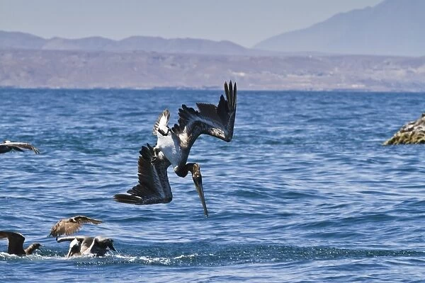 Juvenile brown pelican (Pelecanus occidentalis) plunge-diving, Gulf of California (Sea of Cortez), Baja California, Mexico, North America