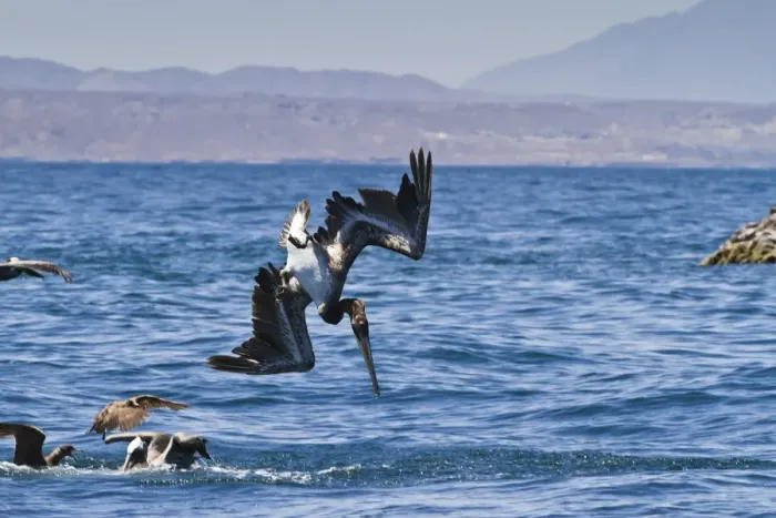 Framed Print : Juvenile brown pelican (Pelecanus occidentalis) plunge-diving, Gulf of California (Sea of Cortez), Baja California, Mexico, North America Framed Print : Juvenile brown pelican (Pelecanus occidentalis) plunge-diving, Gulf of California (Sea of Cortez), Baja California, Mexico, North America