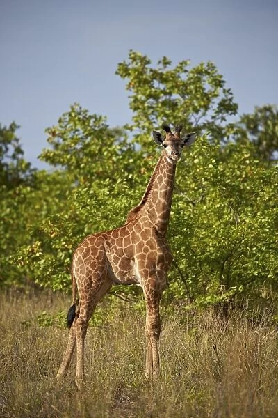 Juvenile Cape giraffe (Giraffa camelopardalis giraffa), Kruger National Park, South Africa