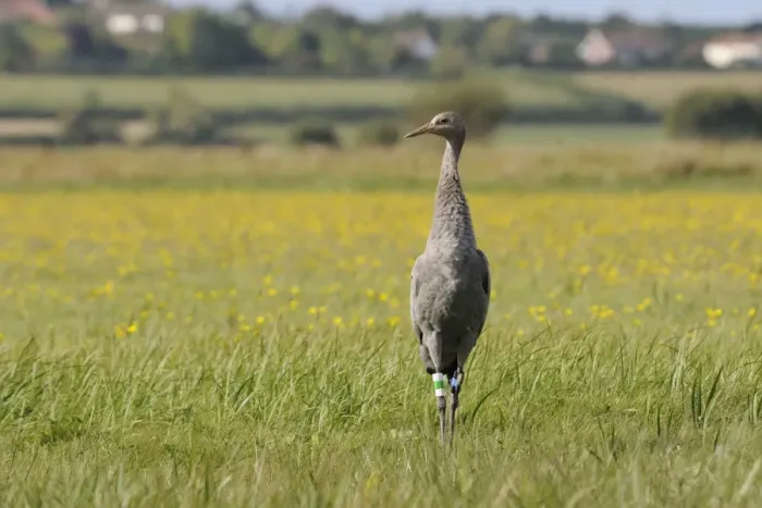 Framed Print : Juvenile Common crane (Eurasian cranes) (Grus grus) released by the Great Crane Project on the Somerset Levels, Somerset, England, United Kingdom, Europe Framed Print : Juvenile Common crane (Eurasian cranes) (Grus grus) released by the Great Crane Project on the Somerset Levels, Somerset, England, United Kingdom, Europe