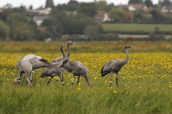 Juvenile Common cranes (Eurasian cranes) (Grus grus) released by the Great Crane Project on the Somerset Levels, Somerset, England, United Kingdom, Europe