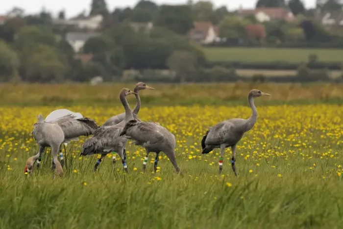Framed Print : Juvenile Common cranes (Eurasian cranes) (Grus grus) released by the Great Crane Project on the Somerset Levels, Somerset, England, United Kingdom, Europe Framed Print : Juvenile Common cranes (Eurasian cranes) (Grus grus) released by the Great Crane Project on the Somerset Levels, Somerset, England, United Kingdom, Europe