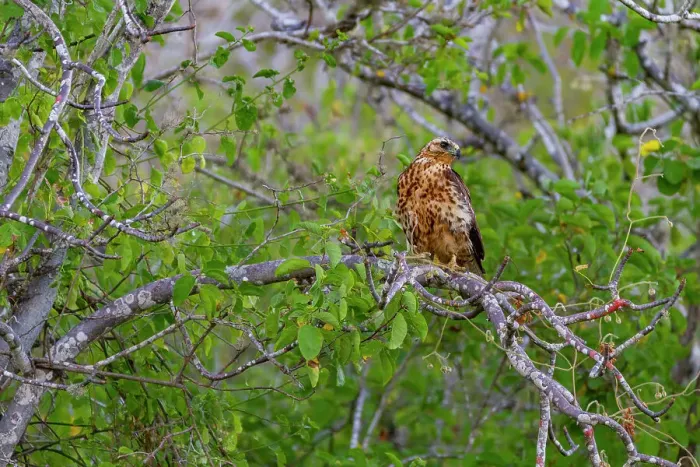 Framed Print : Juvenile Galapagos hawk (Buteo galapagoensis) in the Galapagos Island Archipelago, UNESCO World Heritage Site, Ecuador, South America Framed Print : Juvenile Galapagos hawk (Buteo galapagoensis) in the Galapagos Island Archipelago, UNESCO World Heritage Site, Ecuador, South America