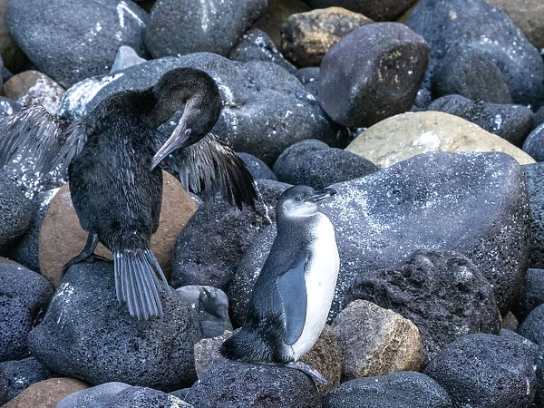 A juvenile Galapagos penguin (Spheniscus mendiculus) with a flightless cormorant