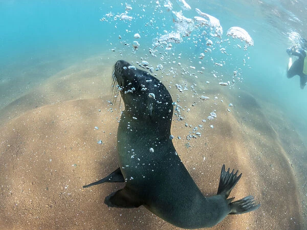 Juvenile Galapagos sea lion (Zalophus wollebaeki) underwater on Rabida Island, Galapagos