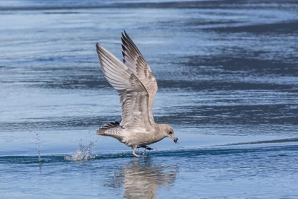 Juvenile glaucous-winged gull (Larus glaucescens), Inian Pass, Southeast Alaska, United States of America, North America