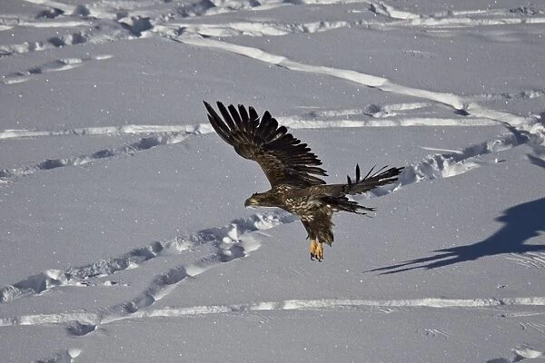 Juvenile golden eagle (Aquila chrysaetos) in flight over snow in the winter, Yellowstone