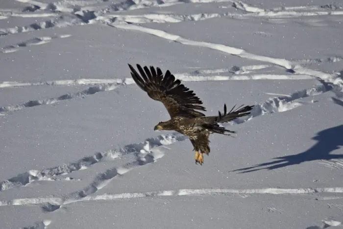 Framed Print : Juvenile golden eagle (Aquila chrysaetos) in flight over snow in the winter, Yellowstone Framed Print : Juvenile golden eagle (Aquila chrysaetos) in flight over snow in the winter, Yellowstone