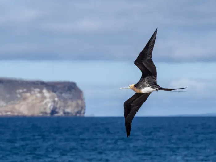 Framed Print : A juvenile great frigatebird (Fregata minor) in flight on North Seymour Island, Galapagos Framed Print : A juvenile great frigatebird (Fregata minor) in flight on North Seymour Island, Galapagos