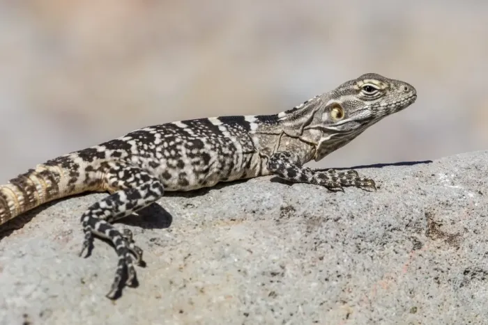 Framed Print : Juvenile Isla San Esteban spiny-tailed iguana (Ctenosaura conspicuosa) basking in the sun on Isla San Esteban, Baja California, Mexico, North America
