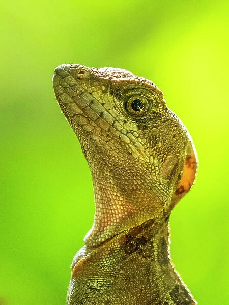 A juvenile male common basilisk (Basiliscus basiliscus) on a tree next to a stream in Caletas, Costa Rica, Central America