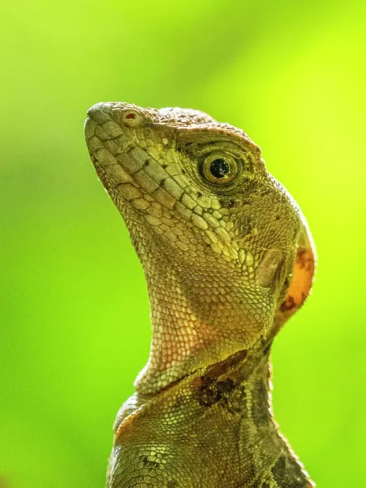 Framed Print : A juvenile male common basilisk (Basiliscus basiliscus) on a tree next to a stream in Caletas, Costa Rica, Central America Framed Print : A juvenile male common basilisk (Basiliscus basiliscus) on a tree next to a stream in Caletas, Costa Rica, Central America