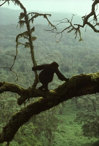 Juvenile Mountain Gorilla (Gorilla g. beringei) on tree, Virunga Volcanoes