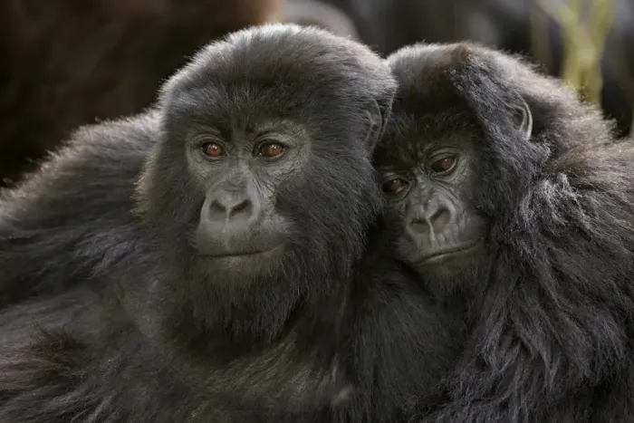 Framed Print : Two juvenile mountain gorillas (Gorilla gorilla beringei) of the Umubano group Framed Print : Two juvenile mountain gorillas (Gorilla gorilla beringei) of the Umubano group