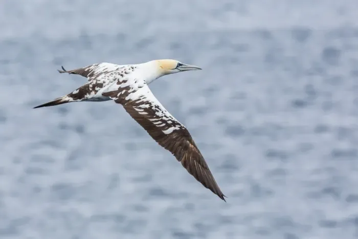 Framed Print : Juvenile northern gannet (Morus bassanus) on the wing at Runde Island, Norway, Scandinavia, Europe Framed Print : Juvenile northern gannet (Morus bassanus) on the wing at Runde Island, Norway, Scandinavia, Europe
