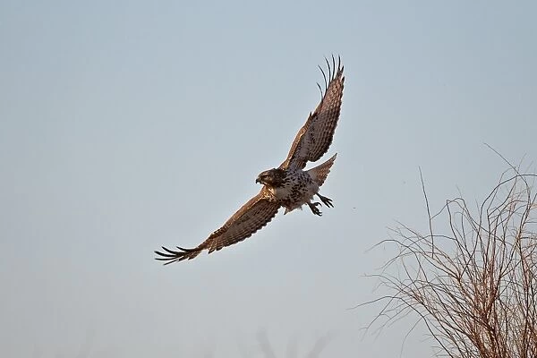 Juvenile red-tailed hawk (Buteo jamaicensis) in flight, Bosque del Apache National Wildlife Refuge