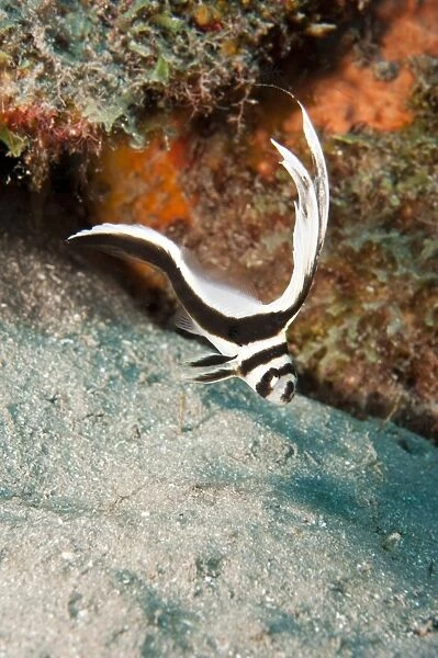 Juvenile spotted drum (Equetus punctatus), Dominica, West Indies, Caribbean, Central America