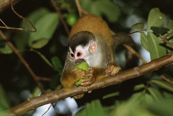 Juvenile squirrel monkey (Saimiri oerstedii) biting a fruit whilst standing on a branch