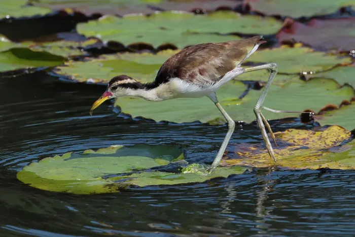 Framed Print : Juvenile Wattled Jacana (Jacana jacana) walking on waterlilies leaves, Manu National Park, Peruvian Amazon, Peru, South America Framed Print : Juvenile Wattled Jacana (Jacana jacana) walking on waterlilies leaves, Manu National Park, Peruvian Amazon, Peru, South America