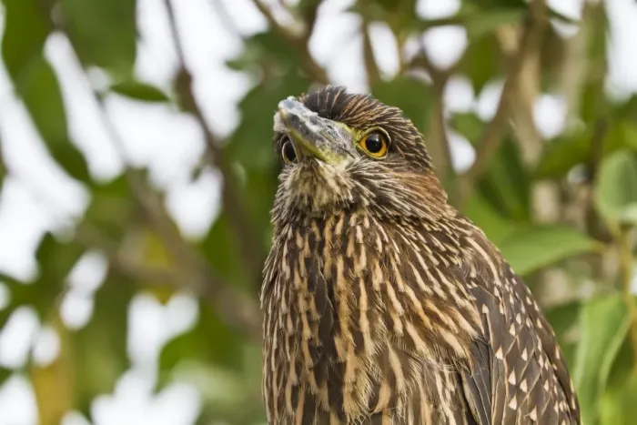 Framed Print : Juvenile yellow-crowned night heron (Nyctanassa violacea), Genovesa Island, Galapagos Islands, Ecuador, South America Framed Print : Juvenile yellow-crowned night heron (Nyctanassa violacea), Genovesa Island, Galapagos Islands, Ecuador, South America