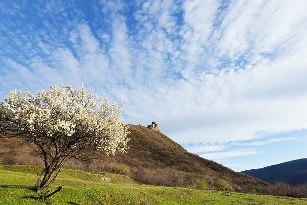 Jvari Church (Holy Cross Church), and spring blossom, Mtskheta, historical capital