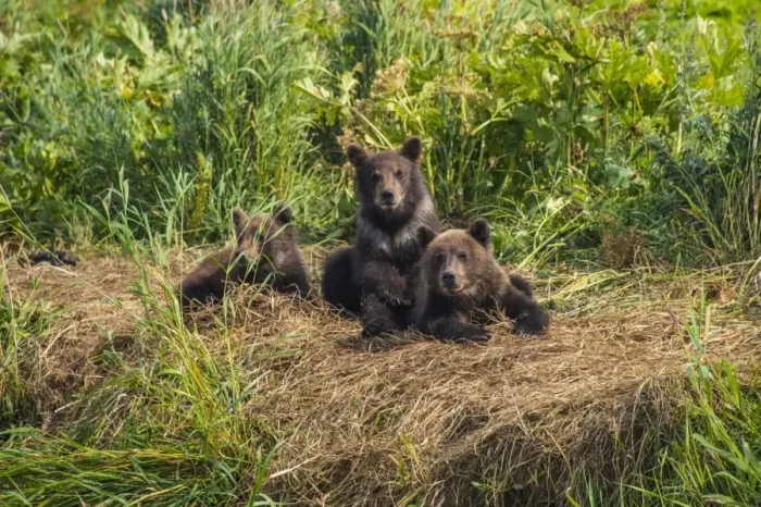 Framed Print : Kamchatka brown bear (Ursus arctos beringianus) cubs, Kurile lake, Kamchatka, Russia, Eurasia Framed Print : Kamchatka brown bear (Ursus arctos beringianus) cubs, Kurile lake, Kamchatka, Russia, Eurasia