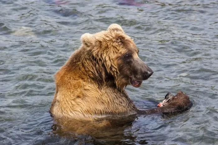 Framed Print : Kamchatka brown bear (Ursus arctos beringianus) eating salmon, Kurile Lake, Kamchatka, Russia, Eurasia Framed Print : Kamchatka brown bear (Ursus arctos beringianus) eating salmon, Kurile Lake, Kamchatka, Russia, Eurasia