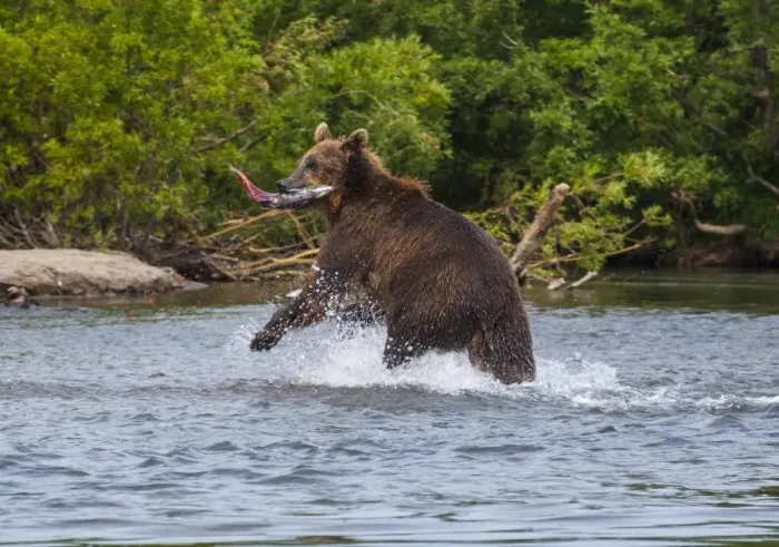 Framed Print : Kamchatka brown bear (Ursus arctos beringianus) hunting for salmon, Kurile Lake, Kamchatka, Russia, Eurasia Framed Print : Kamchatka brown bear (Ursus arctos beringianus) hunting for salmon, Kurile Lake, Kamchatka, Russia, Eurasia